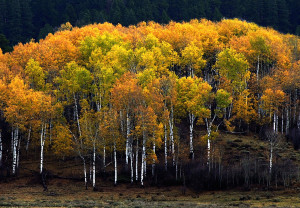 Aspens in the Star Valley of Wyoming