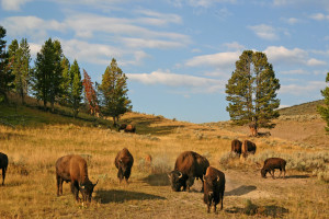 bison valley